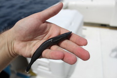 Remora remora