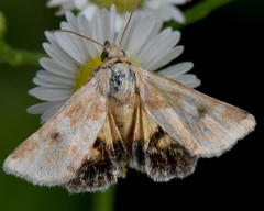 Schinia lynx