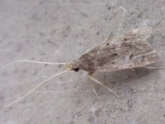 Deltoplastis apostatis