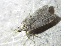 Deltoplastis apostatis