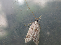 Deltoplastis apostatis