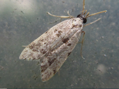 Deltoplastis apostatis