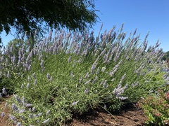 Lavandula angustifolia