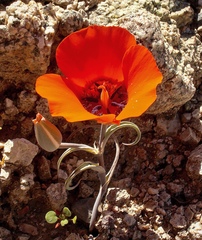 Calochortus kennedyi