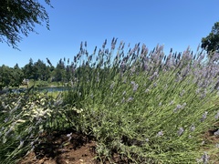 Lavandula angustifolia