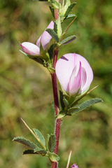Ononis spinosa spinosa