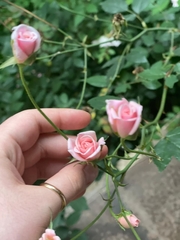 Rosa