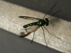 Condylostylus nebulosus