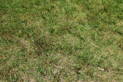 Ononis spinosa spinosa