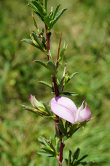 Ononis spinosa spinosa