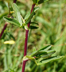 Ononis spinosa spinosa