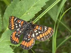 Euphydryas gillettii