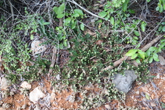 Selaginella convoluta