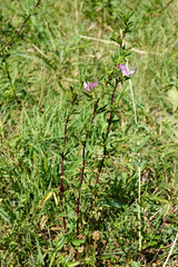 Ononis spinosa spinosa