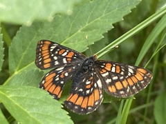 Euphydryas gillettii