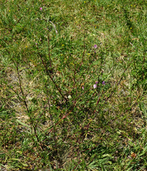 Ononis spinosa spinosa