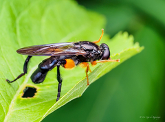 Chalcosyrphus curvaria