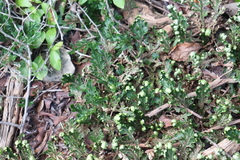 Selaginella convoluta
