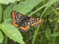 Euphydryas gillettii