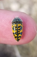 Acmaeodera auritincta