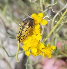 Acmaeodera auritincta