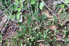 Selaginella convoluta