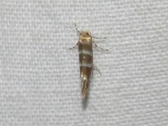 Cameraria ostryarella