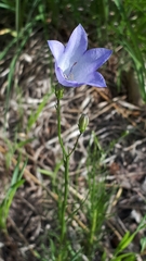Campanula petiolata