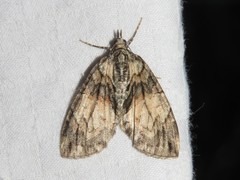 Hydriomena perfracta