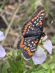 Euphydryas gillettii