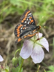 Euphydryas gillettii