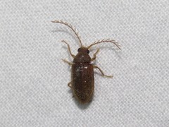 Ptilodactyla carinata