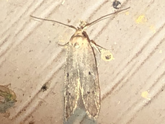 Limnaecia phragmitella