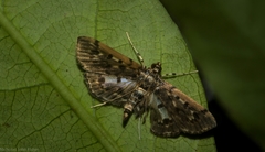 Herpetogramma exculta