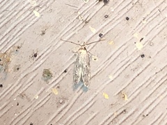 Limnaecia phragmitella