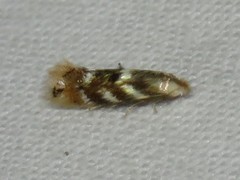 Bucculatrix canadensisella