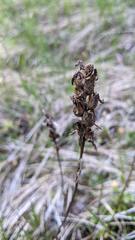 Spiranthes romanzoffiana