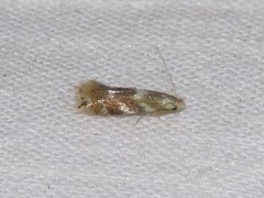 Bucculatrix canadensisella