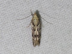 Coleotechnites coniferella