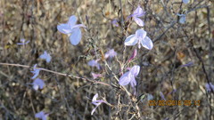 Carlowrightia neesiana