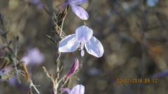 Carlowrightia neesiana