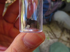 Sphaerodactylus notatus amaurus