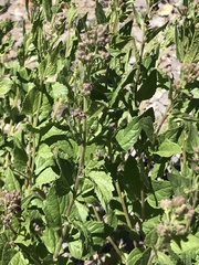 Ageratina occidentalis