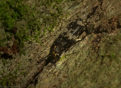 Basitropis relicta
