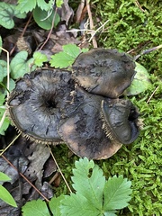 Sarcodon atroviridis