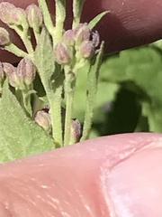 Ageratina occidentalis