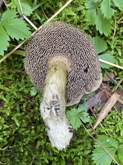 Sarcodon atroviridis