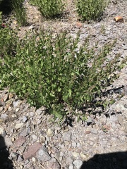 Ageratina occidentalis