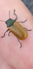 Labidostomis cyanicornis