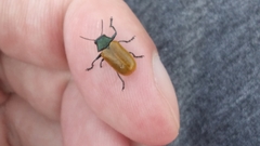 Labidostomis cyanicornis